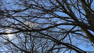 Cut-leaf beech - branches & twigs in the sun - March 2025
