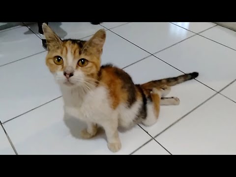 Video: Shenmue Pernah Menampilkan Kucing Yang Berjalan Dengan Dua Kaki