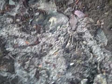 Decomposing Cat!!!!!! - YouTube
