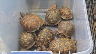 Dozens of abandoned box turtles discovered in NJ