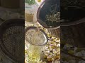 زهورات الربيع