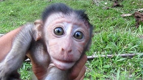 HUNTING MONKEY‼️ BERLARI MENGEJAR HAMA MONYET YG MERESAHKAN