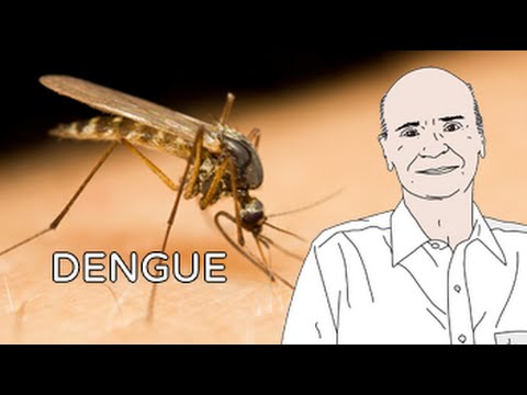 Medidas para evitar a proliferação do mosquito da dengue