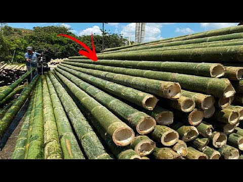 Video: ¿Qué bambú está formando matas?