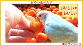 四つ葉のクローバーを見て 地団駄を踏むインコ おしゃべりインコ 優しい犬 仲良し犬と鳥 四つ葉 クローバー かわいいインコ 賢い犬 犬とインコ 田舎暮らし Youtube