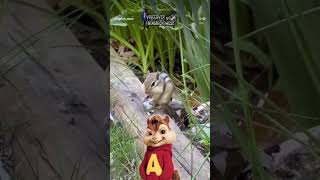 #voiceover #chipmunk #shocking