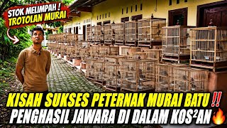GREBEK KAMAR KOS ! PENANGKAR MURAI BATU KELAS JAWARA DI TOMANG JAKARTA BARAT | EMERALD BIRDFARM