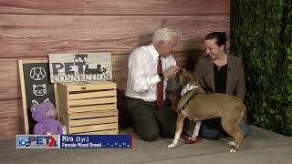 Pet Connection Mira 1-27-25