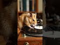 Play Song By Rat #shortvideo #shorts #music