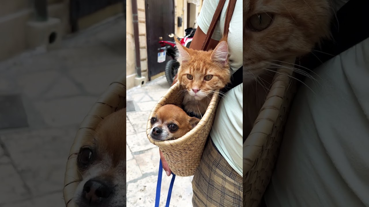 Мейнкун и чихуахуа дружат 