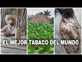 Campesino cubano habla del mejor tabaco del mundo 😱 Torcedora cubana muestra como se hace el tabaco