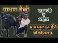 पावसाळ्यात गाभण शेळीचे व्यवस्थापन कसे कराल? ft bhopale goat farm #shelipalan