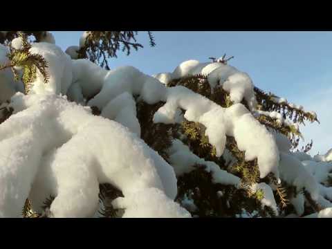 Українські дитячі пісні про зиму Білочка в дендропарку