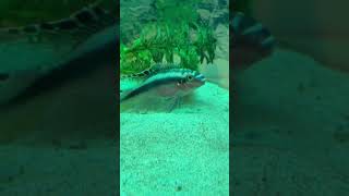 My kribensis (kribs) family. #kribsfry