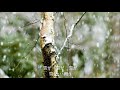 ああ奥入瀬に雪が舞う (木原たけし) 歌ってみました