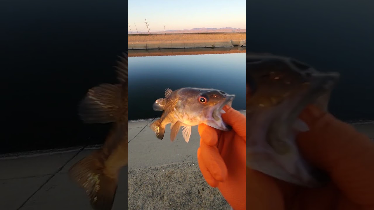 Nice little spotted bass! 