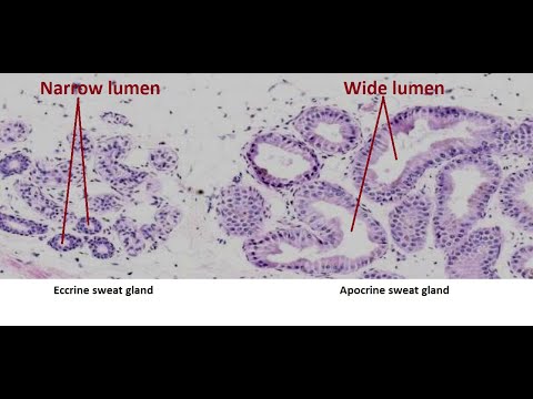 Video: Poate fi ecrine sau apocrine?
