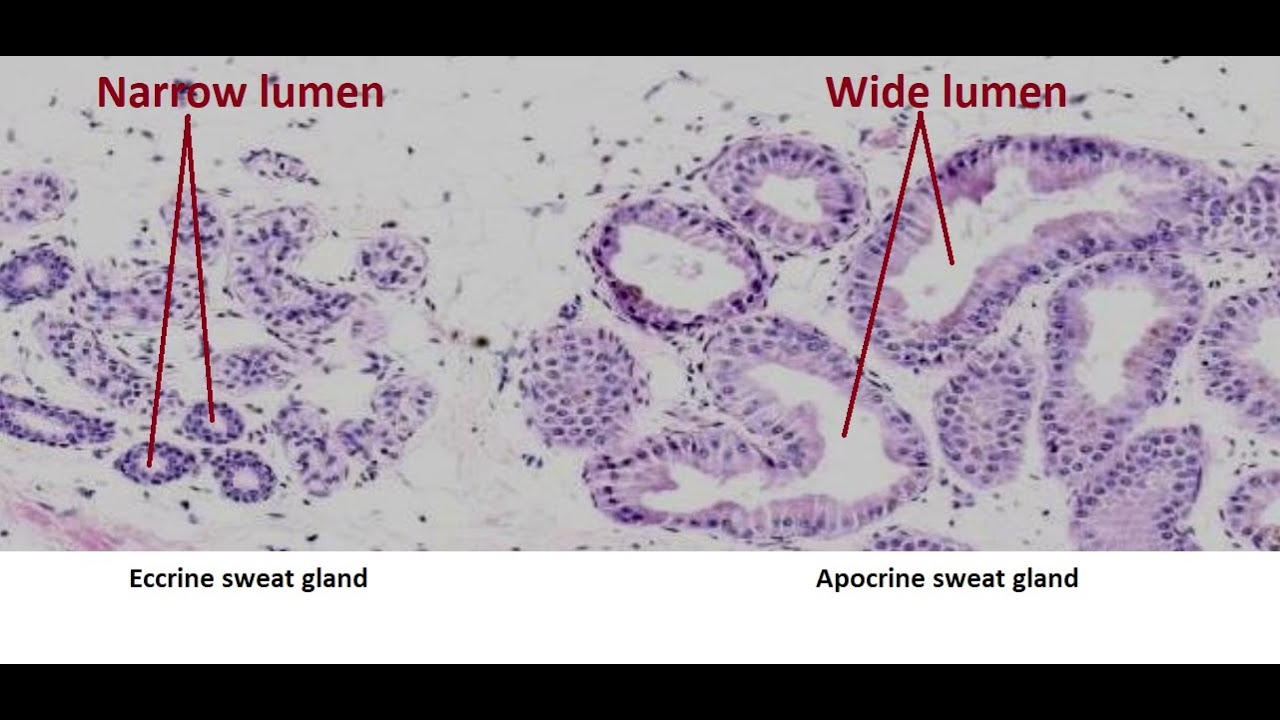 eccrine sweat gland vs apocrine sweat gland youtube eccrine sweat glands