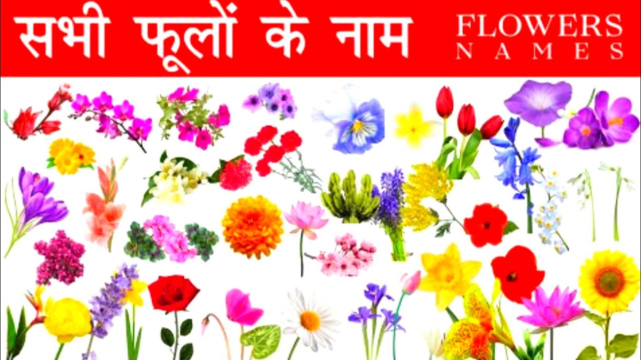 10-flowers-name-in-hindi-10-phoolon-ke-naam-flowers-name-in-hindi
