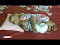 Sweet Dream Animals | Tiny Baby Olly Well Sleeping Hug Sister Luna On Bed