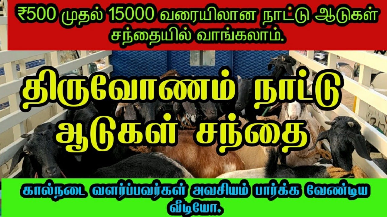 திருவோணம் நாட்டு ஆடுகள் சந்தை. அனைத்து விதமான நாட்டு வெள்ளாடுகள் விற்பனை Goat Market in Thiruvonam.