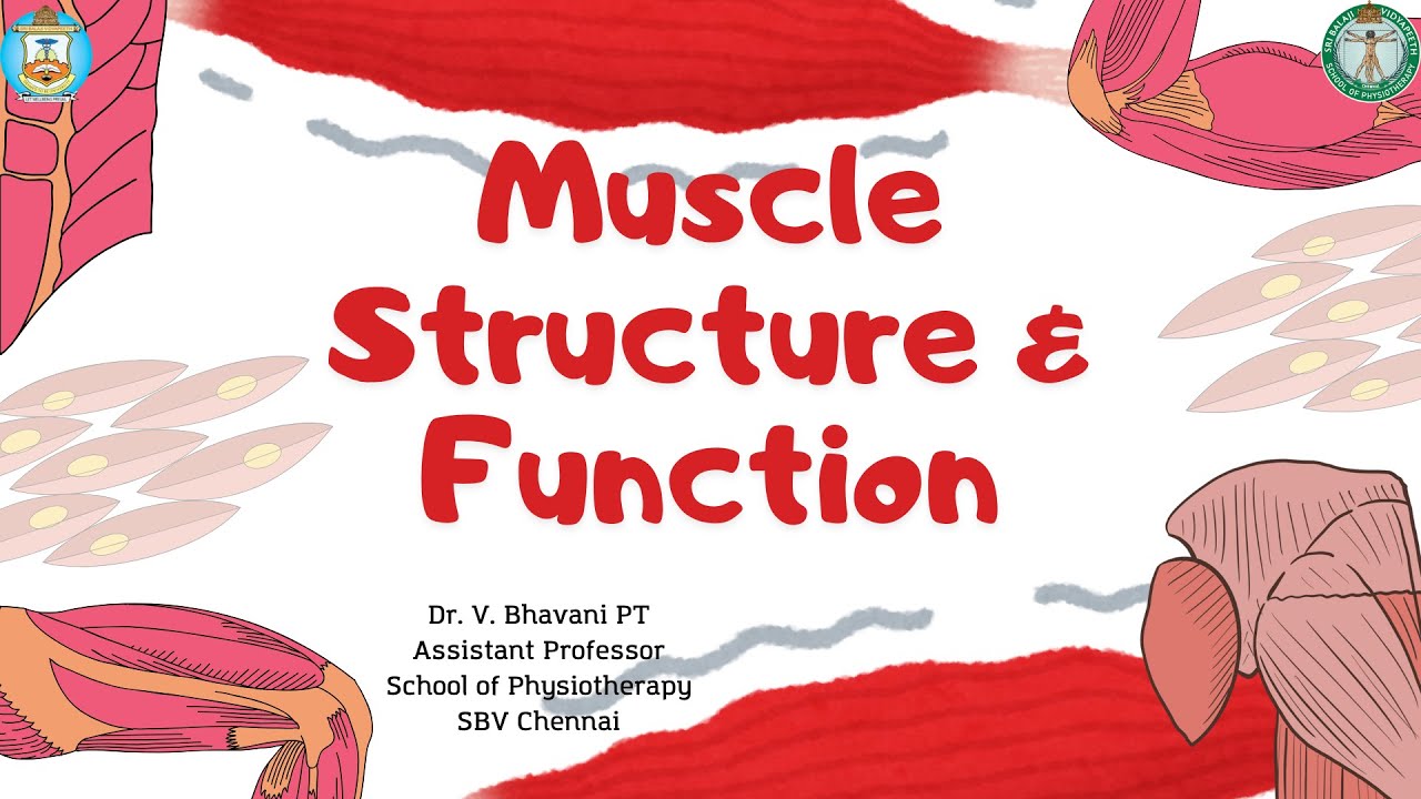 Muscle Structure and Function Part 1 | Biomechanics | Dr. V. Bhavani ...