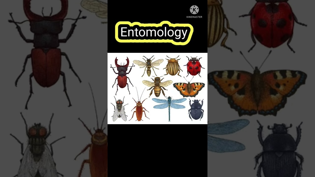 Entomology 