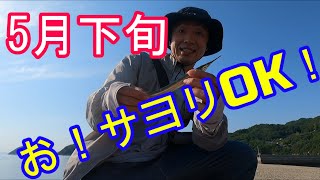 5月下旬　お！サヨリOK！