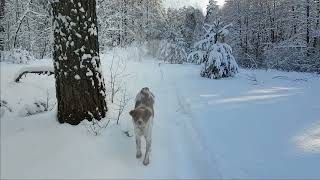 (26) Бретонский эпаньоль - моя первая легавая собака.