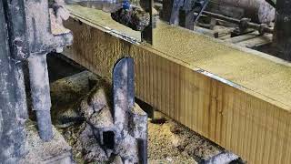 Massive Tree Log Meets High-Tech Sawmill Machine