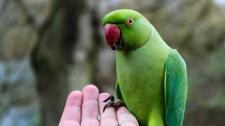 Main Tota Indian Ringneck Parrot is a very friendly Green 🦜 by Mr. Akram animals lover🐾 330 views 1 year ago 1 minute, 42 seconds