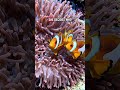 THE REAL NEMO 🐠