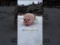 This woman rescued a pig from the middle of the road and adopted it. #shorts #pig