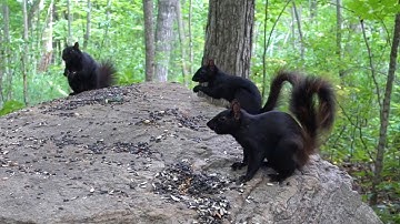 Black Squirrels, Chipmunks and Forest Friends - 10 Hour CAT TV - Aug 03, 2023