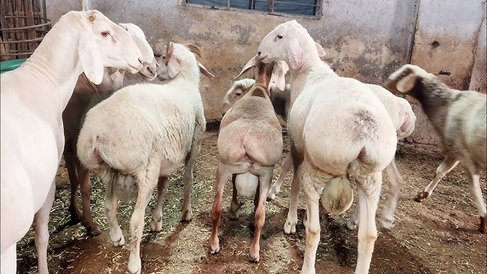 Yoyilgan dumbalarning shaxsiy uy fotosurati