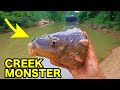 60 lb monster in a little creek