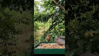 Mourning Dove tries to slap Cardinal #shorts #slap #backyardbirds   #nature #birdwatching   #cattv