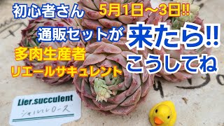 BKCNL　抜き苗、2つまとめ発送 多肉植物・抜き苗をお迎えしたら】お迎えから根の処理、植え付け、葉