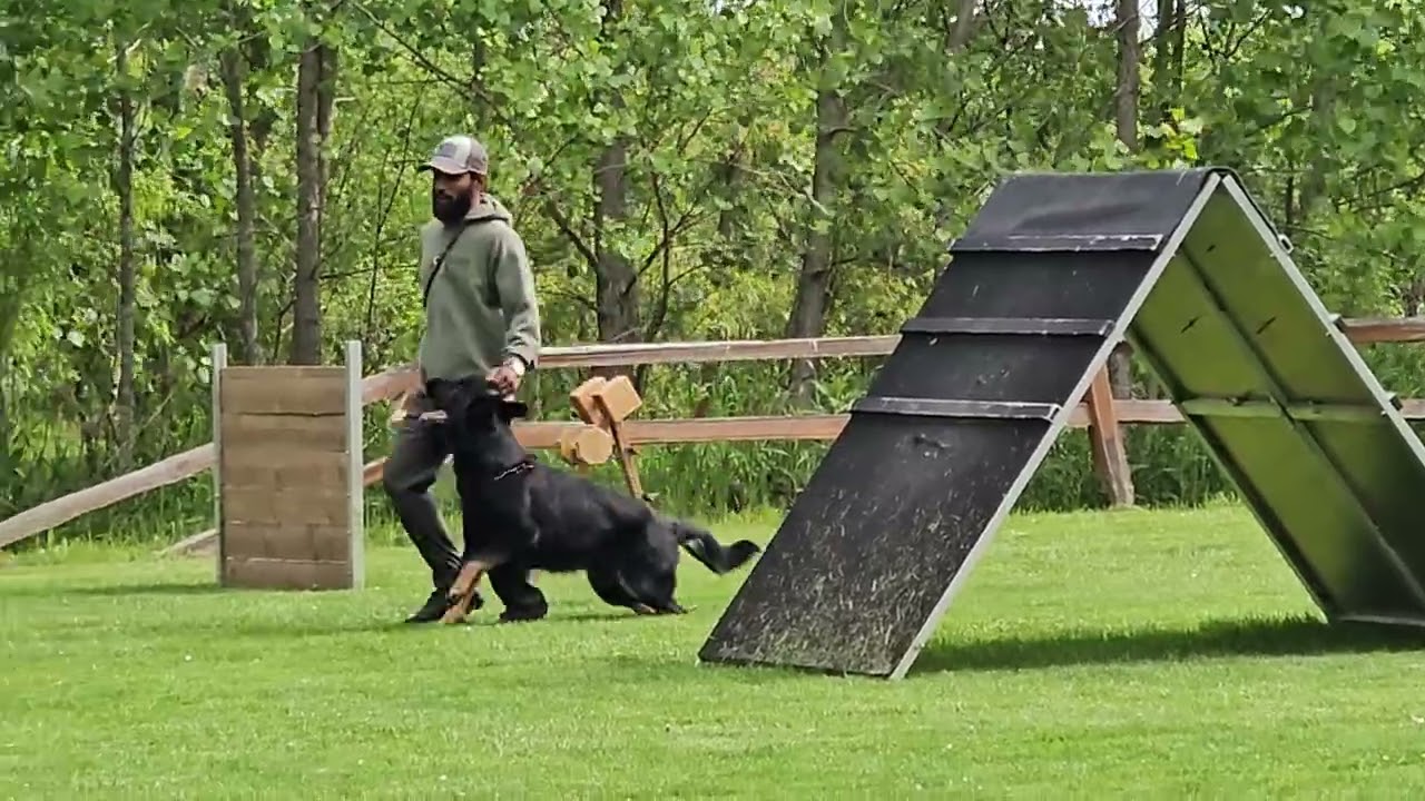 Nike IGP2 Obedience 88 points