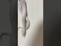 壁をウネウネする #白蛇 #shorts