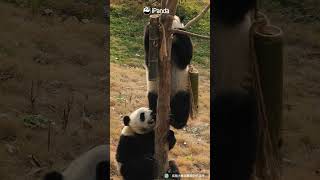 A Panda Knocked Down By It's Friend’s Butt | Ipanda #Shorts