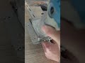 Fast, Accurate &amp; Powerful Slot Cutting Tool #Woodworking #Carpentry #tools #shorts