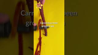 #carrot #cuttingskills #asmr #shorts #foodfacts #foodie #veggies
