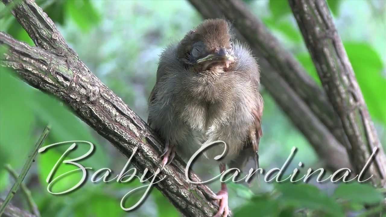 Michigan nature video