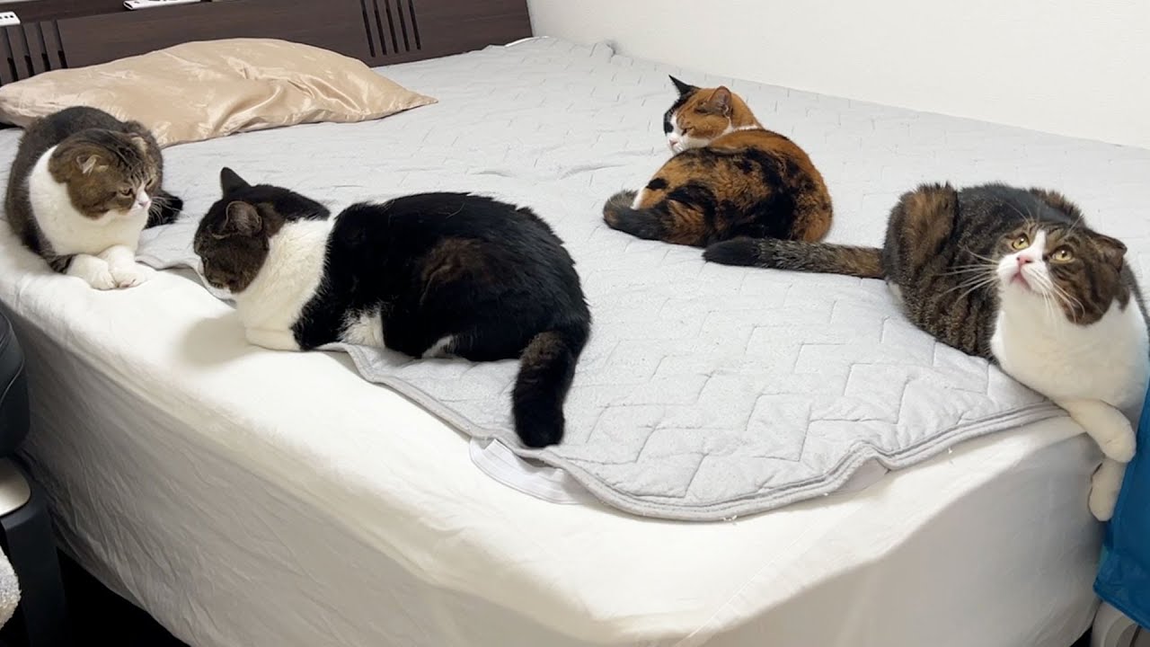 The cat family has become so friendly that they've all gathered on