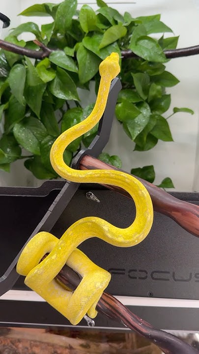 These “High Yellow” Designer Green Tree Pythons are next level! 😍🐍 ...