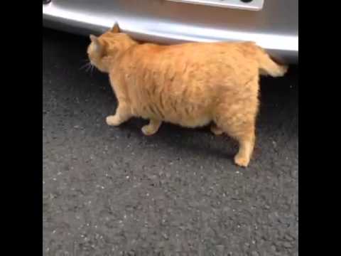 A fat cat walking  around YouTube