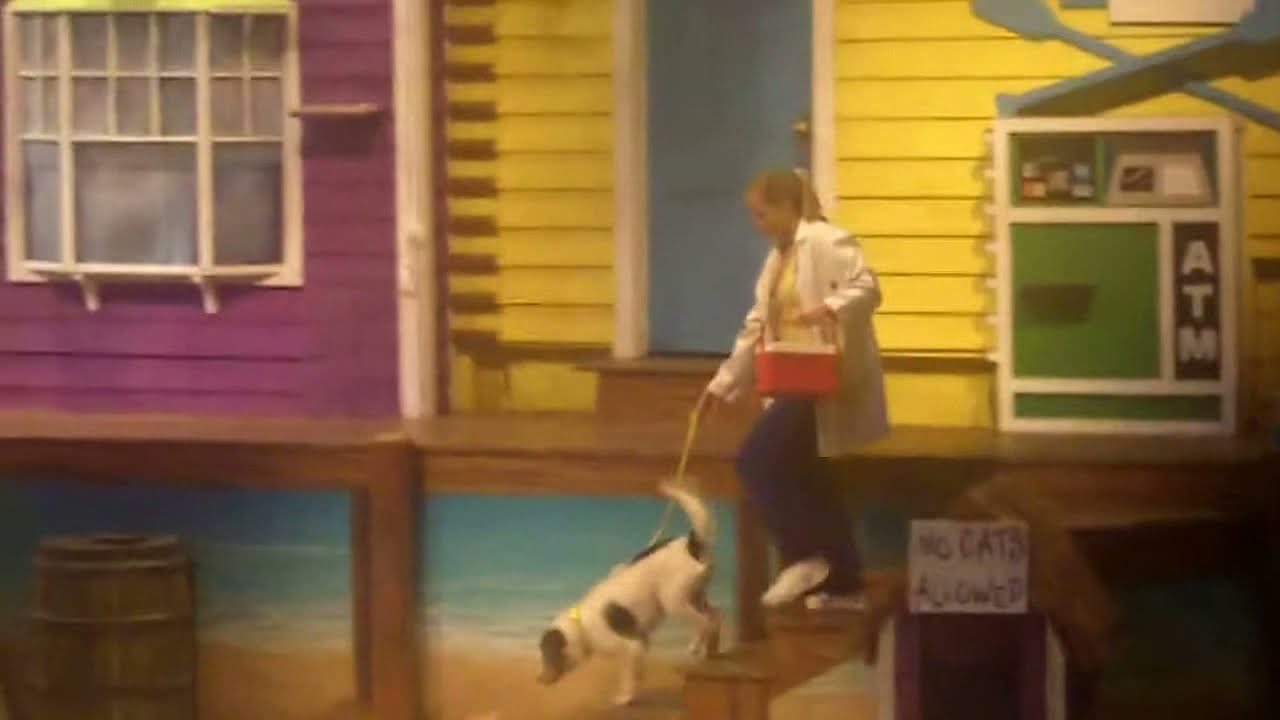  Pets Ahoy Full Show at Seaworld Orlando YouTube