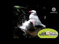 #shorts_( وجعلنا من الماء كل شيء حي)
