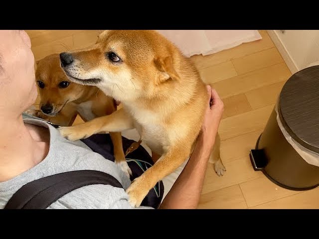 パパ弟の訪問！弟の名前を呼ぶだけで表情に変化が出る柴犬さん